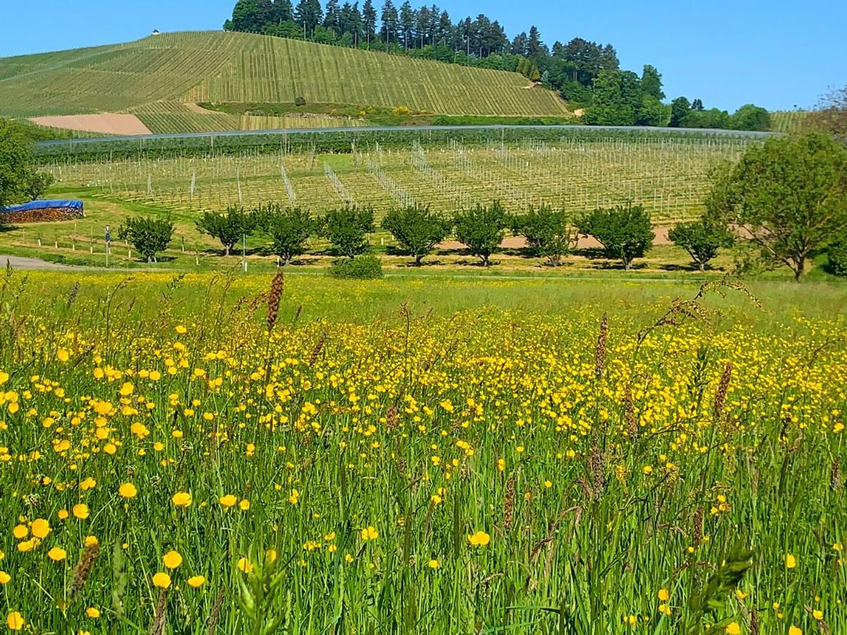 Winzerhof Maennle Lägenhet Oberkirch  Exteriör bild